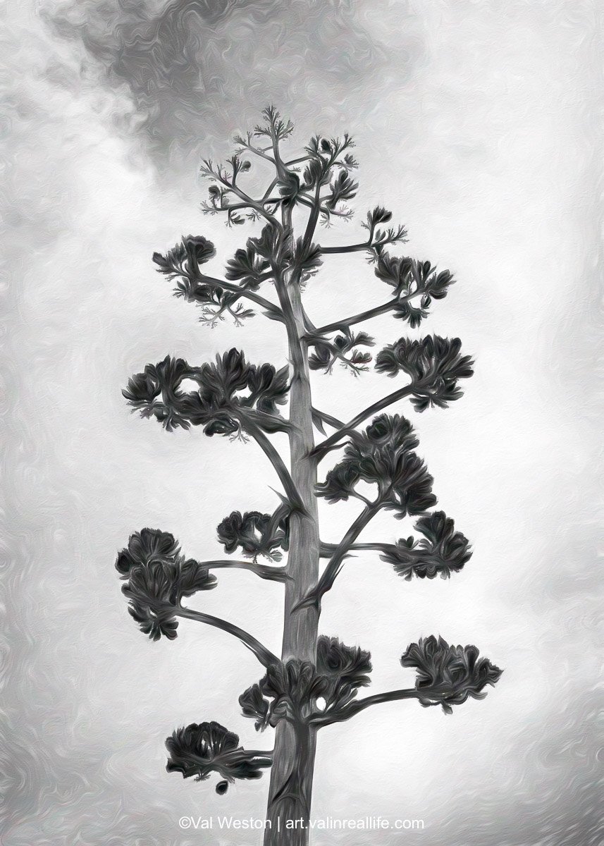 Agave Bloom