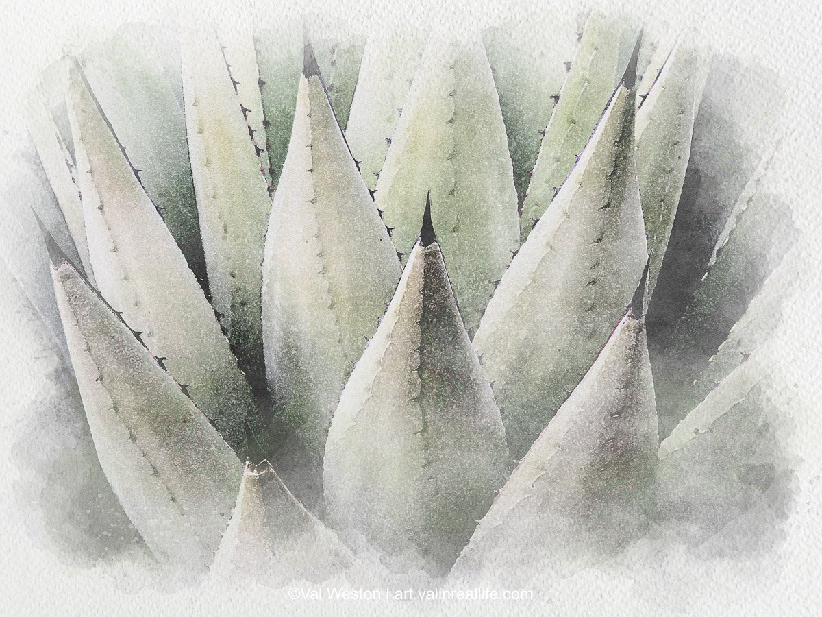 Agave Watercolor