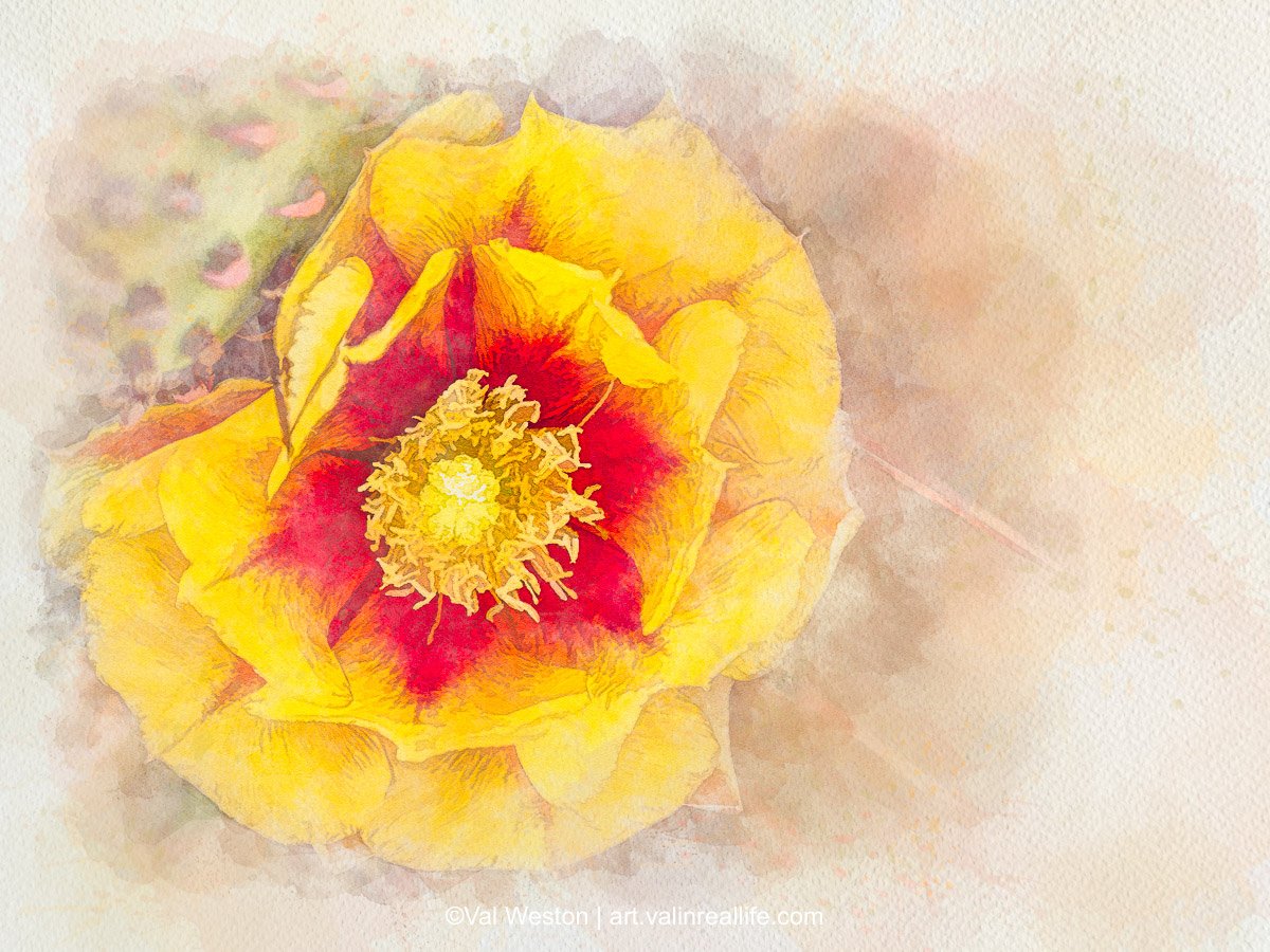 Cactus Bloom