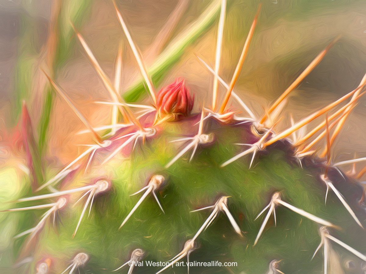 Cactus Bud
