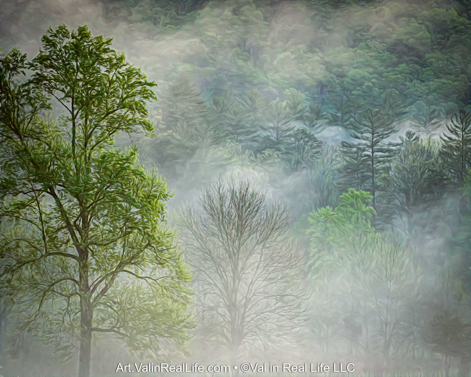 Foggy Forest