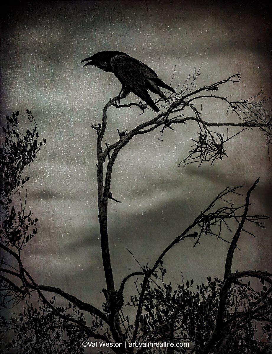 Mysterious Raven