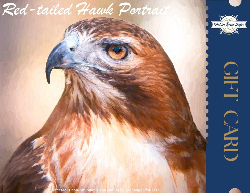 Red-tailed Hawk Portrait gift card