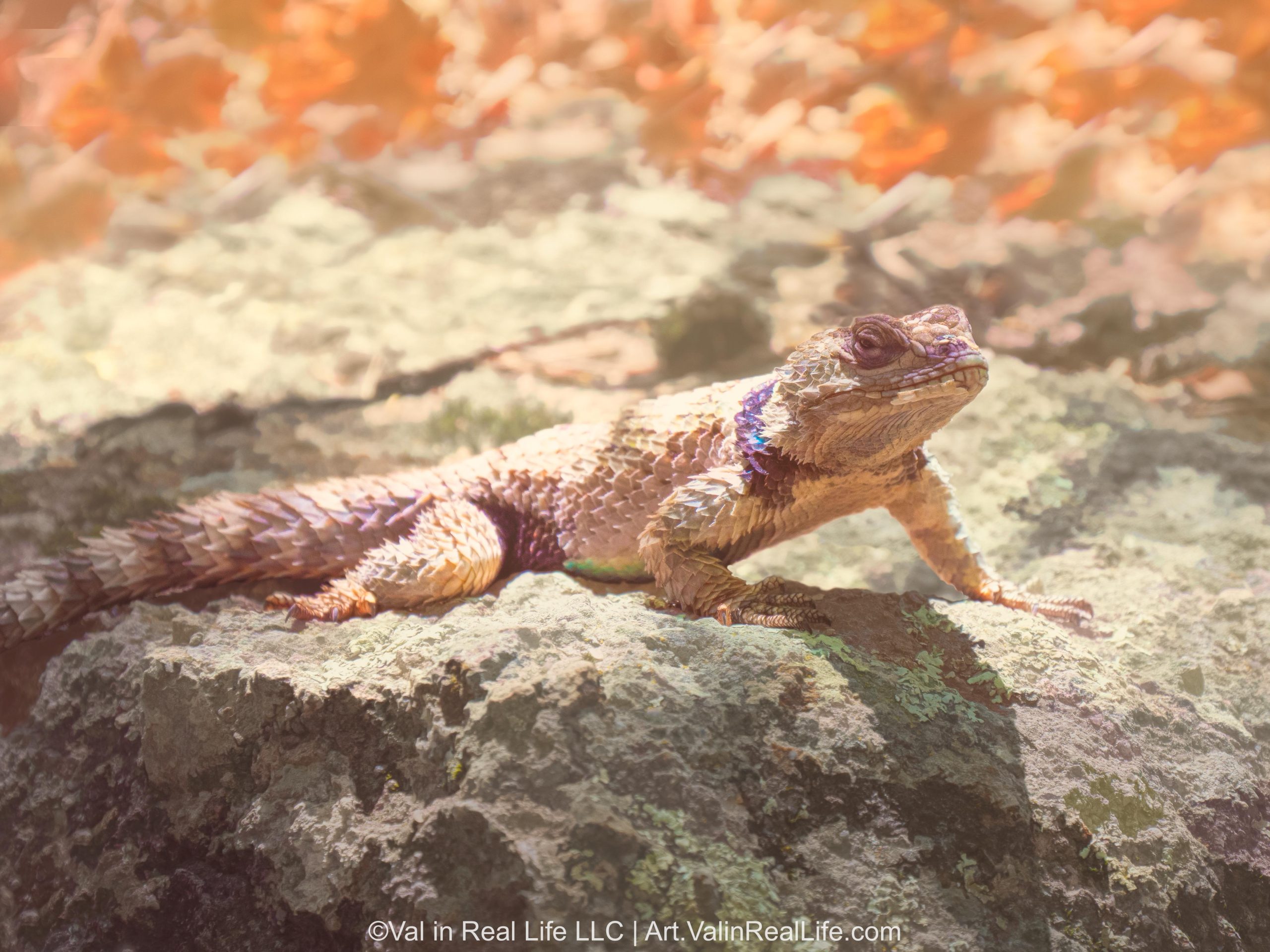 Gila Lagarto