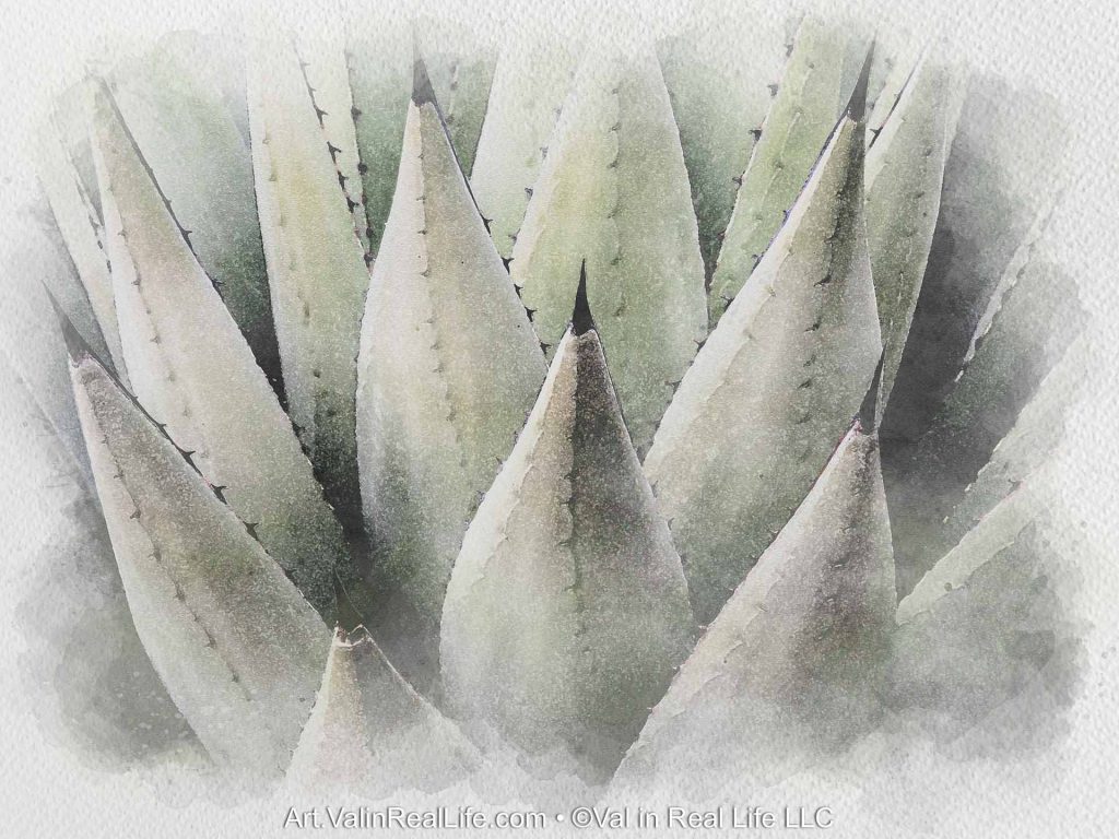Agave Watercolor - Val Weston Photographic Art